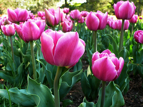 郁金香 重瓣型 花卉