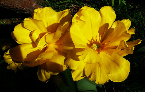 郁金香 重瓣型 花卉