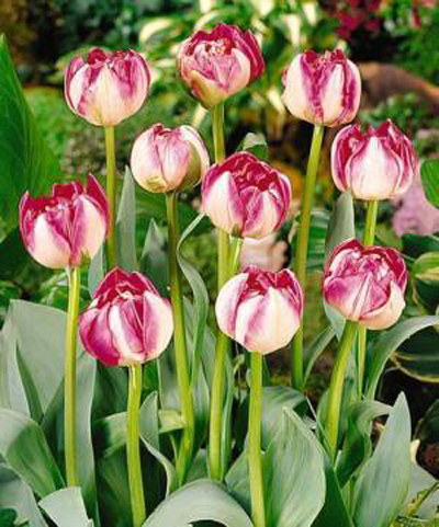 郁金香 重瓣型 花卉