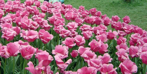 郁金香 重瓣型 花卉