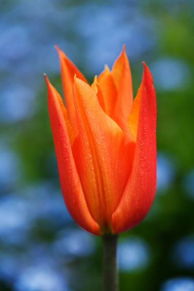 郁金香 重瓣型 花卉