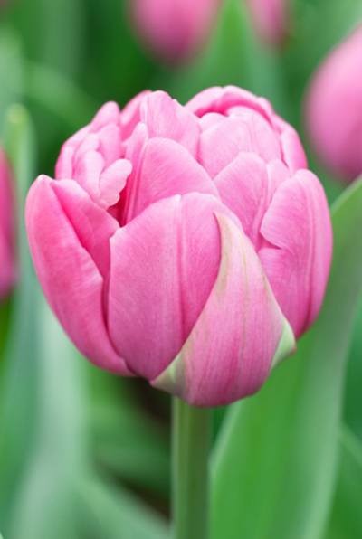 郁金香 重瓣型 花卉