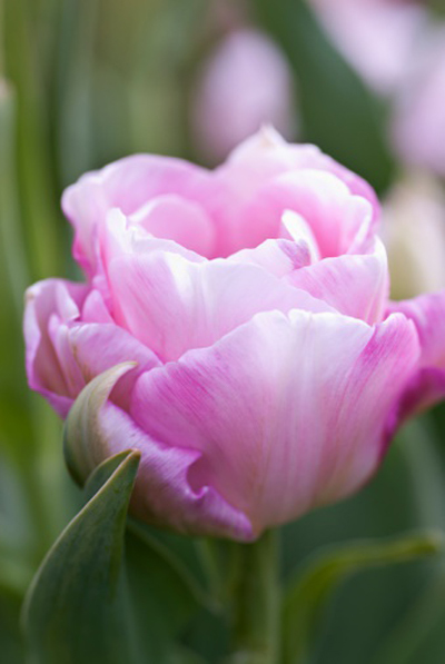 郁金香 重瓣型 花卉