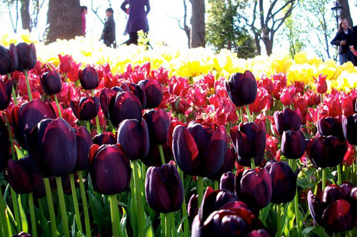 郁金香 黑色 花卉