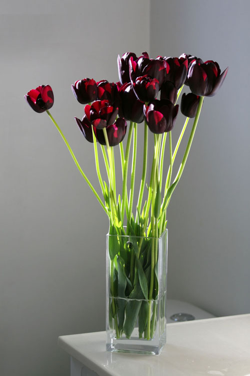 郁金香 黑色 花卉