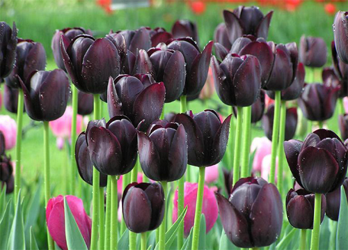 郁金香 黑色 花卉