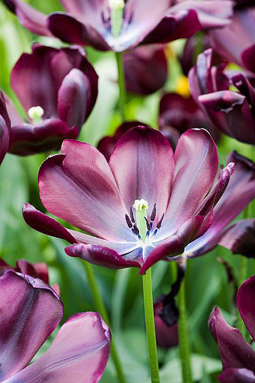 郁金香 黑色 花卉