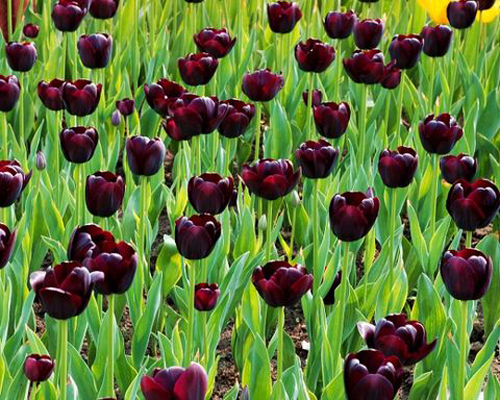 郁金香 黑色 花卉