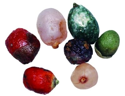 水果 奇石 武漢