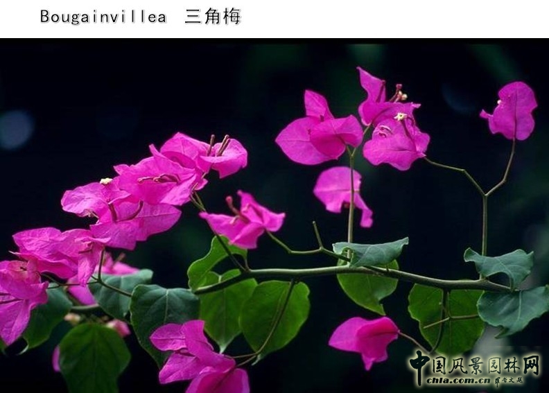 設(shè)計(jì)師 設(shè)計(jì)理念 景觀設(shè)計(jì) 體驗(yàn)式設(shè)計(jì)