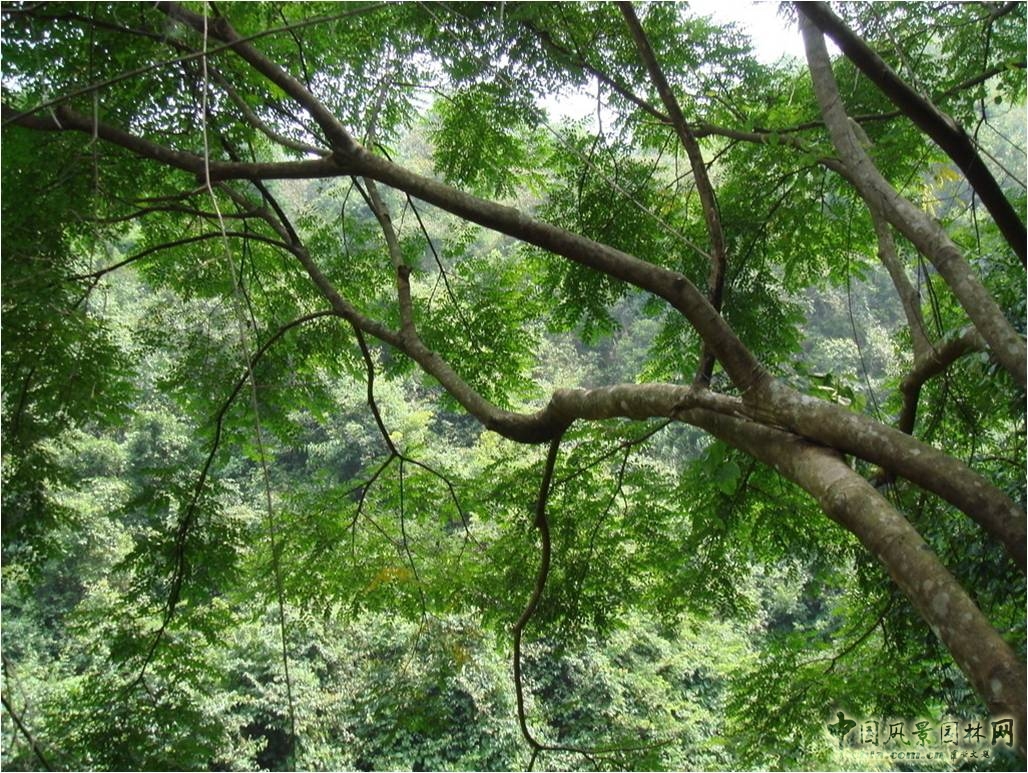 東入口種植調整