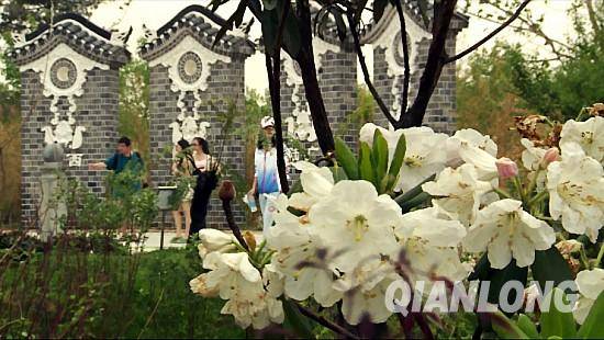 圖為貴陽園內(nèi)的百合杜鵑。千龍網(wǎng)記者 鄭濤 攝