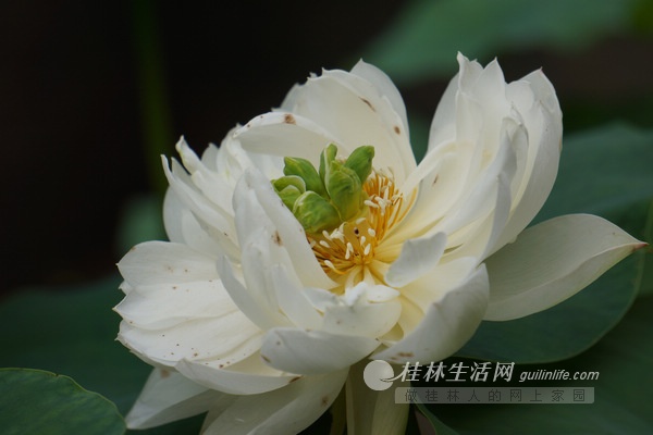 廣西 公園 荷花