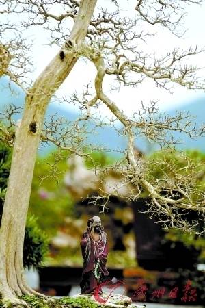 在深圳趣怡園展出的富有嶺南特色的盆景