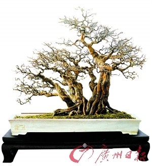 謝榮耀的盆景作品雀梅《橫林待鶴歸》。 