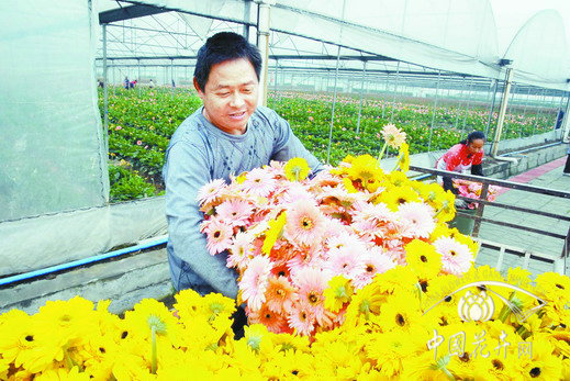 非洲菊 花卉 市場(chǎng)