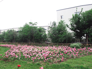 濱海新區(qū)植物資源庫月季園