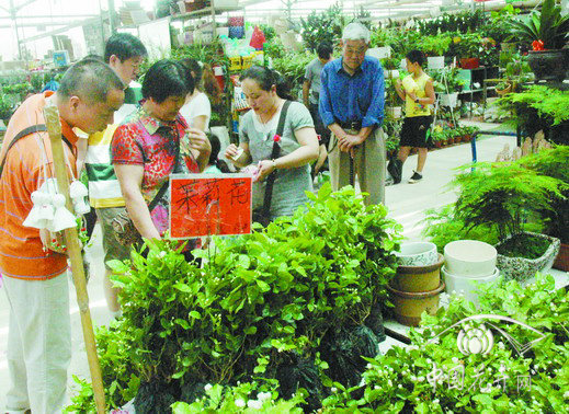 芳香花卉 藥用植物 鄭州