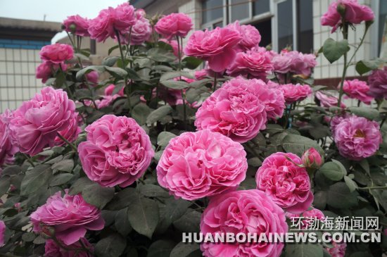 河北 月季 花卉