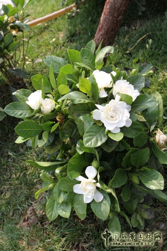 湘潭園 園博會 蓮城鄉情 景觀設計