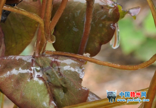 圖為新發現的野生莼菜。