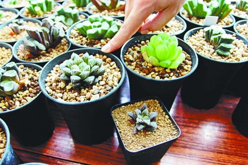 多肉植物 玉露 樓蘭