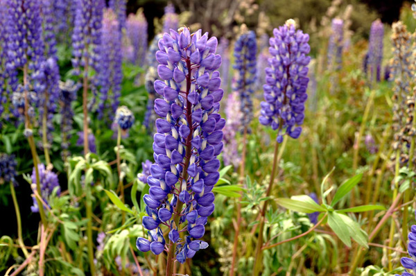 長(zhǎng)沙 園林 魯冰花