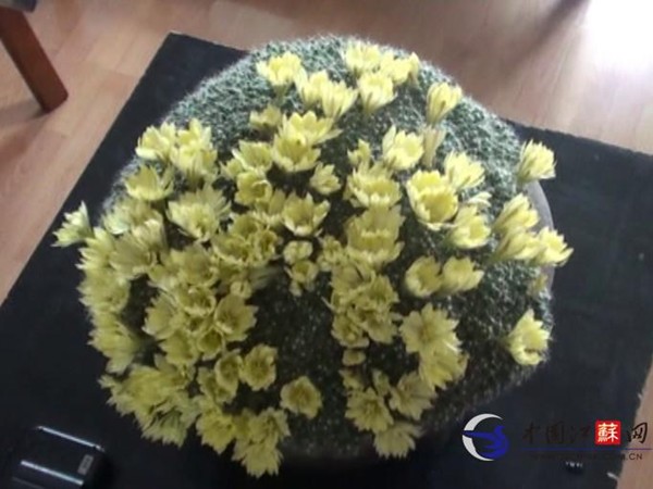 淮安 仙人球 花卉