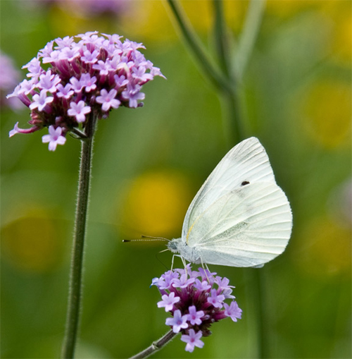 花卉 馬鞭草 草花