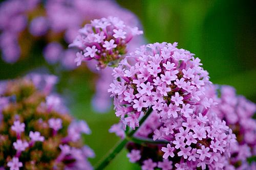 花卉 馬鞭草 草花