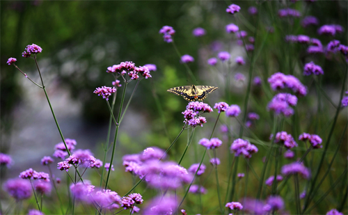 花卉 馬鞭草 草花