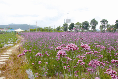 花卉 馬鞭草 草花
