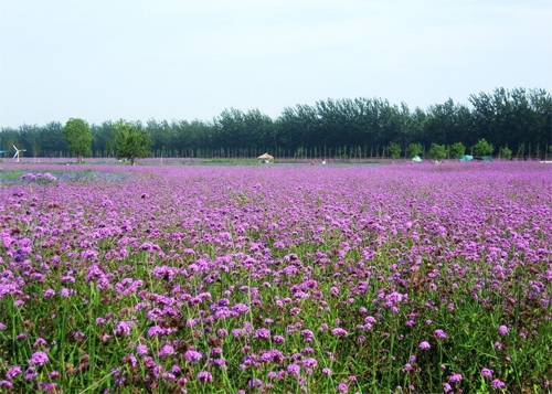花卉 馬鞭草 草花