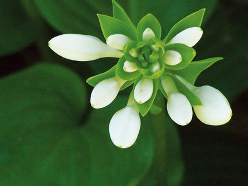 夏日清涼花卉清涼賞——白玉簪