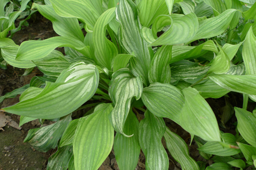 夏日清涼花卉清涼賞——白玉簪