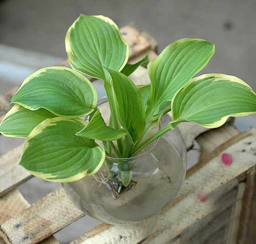 夏日清涼花卉清涼賞——白玉簪