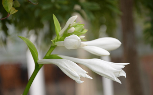 夏日清涼花卉清涼賞——白玉簪