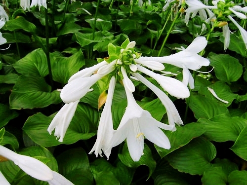 夏日清涼花卉清涼賞——白玉簪
