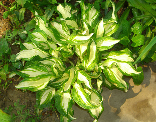 夏日清涼花卉清涼賞——白玉簪