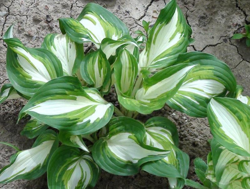 夏日 花卉 白玉簪