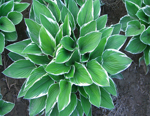 夏日 花卉 白玉簪