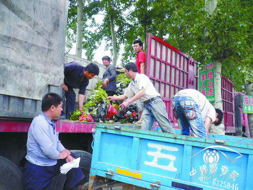 苗農正在裝運五葉地錦