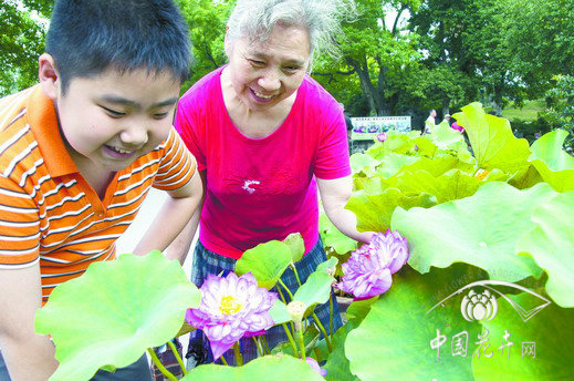 荷花 文化 南京