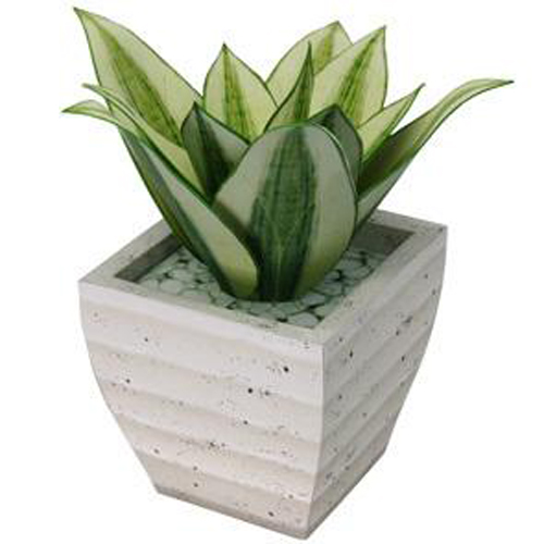 虎尾蘭 花卉 夏日