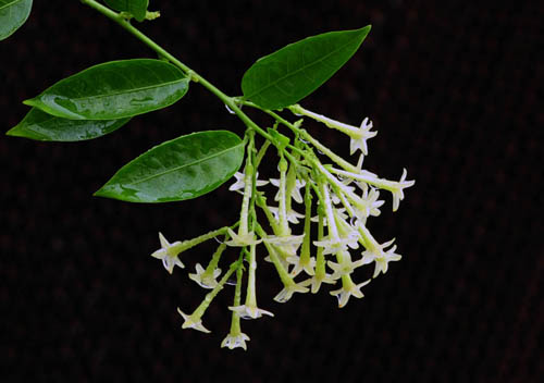 清涼 植物 夜來香