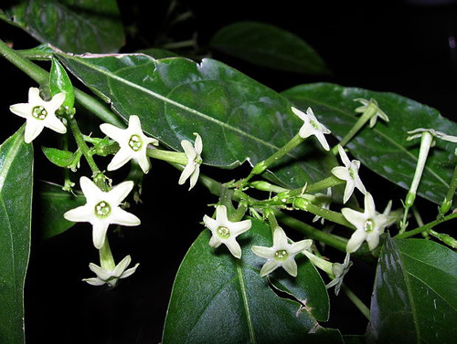 清涼 植物 夜來香