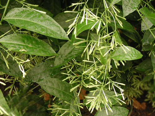 清涼 植物 夜來香