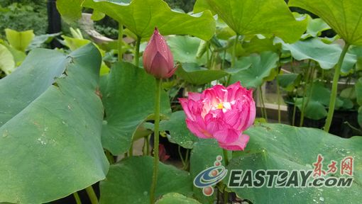 植物園 荷花 花卉