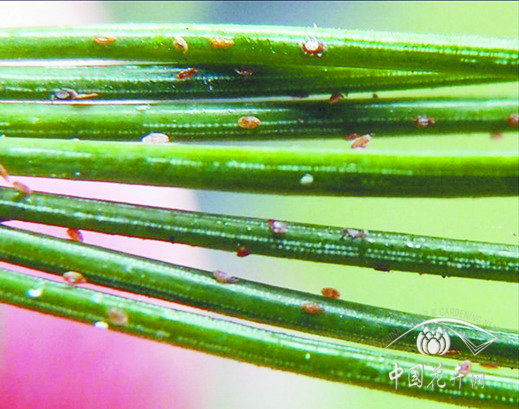 紅蠟蚧開始危害