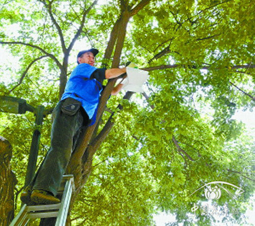 工作人員在樹上懸掛翼型誘蟲器